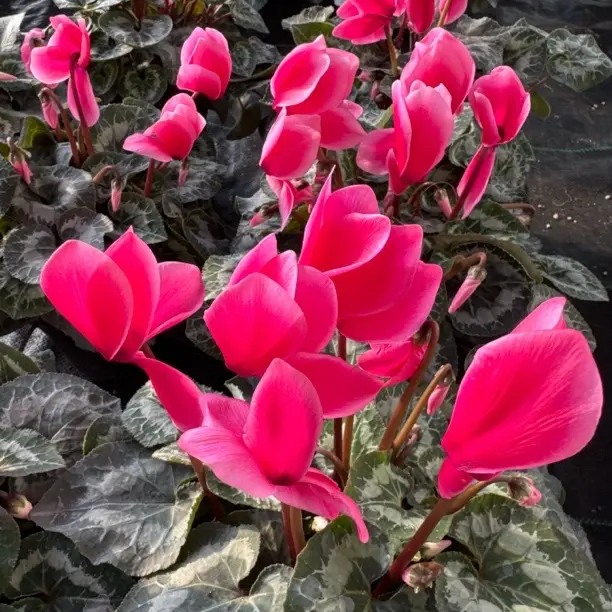 兔耳粉色大花仙客来带花苞室内花卉好养观花盆栽桌面植物