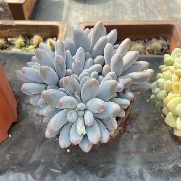 汤圆多肉植物室内盆栽易活好养适合新手