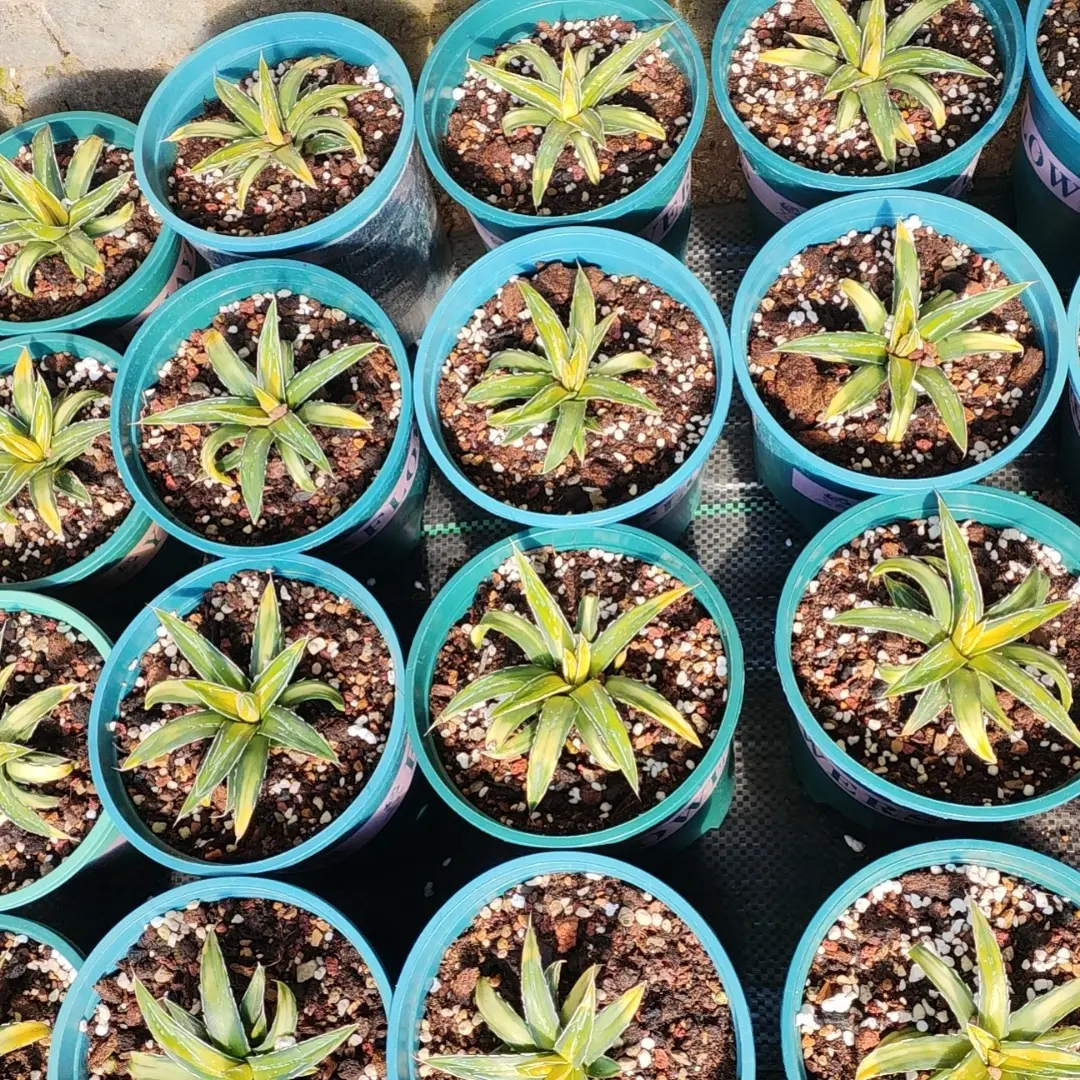 适合室内外的好养佛手托金多肉植物盆栽