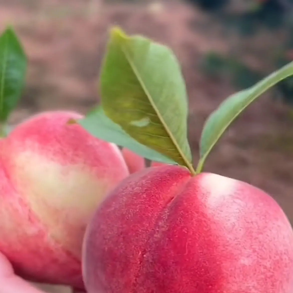 春雪水蜜桃果树苗地栽盆栽庭院种植四川成都简阳苗圃基地直发