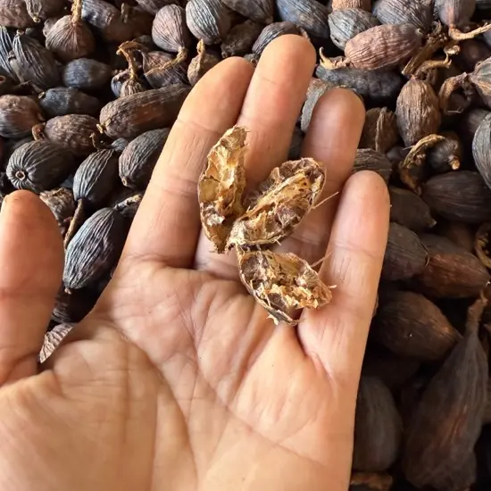云南中越边境草果大草果