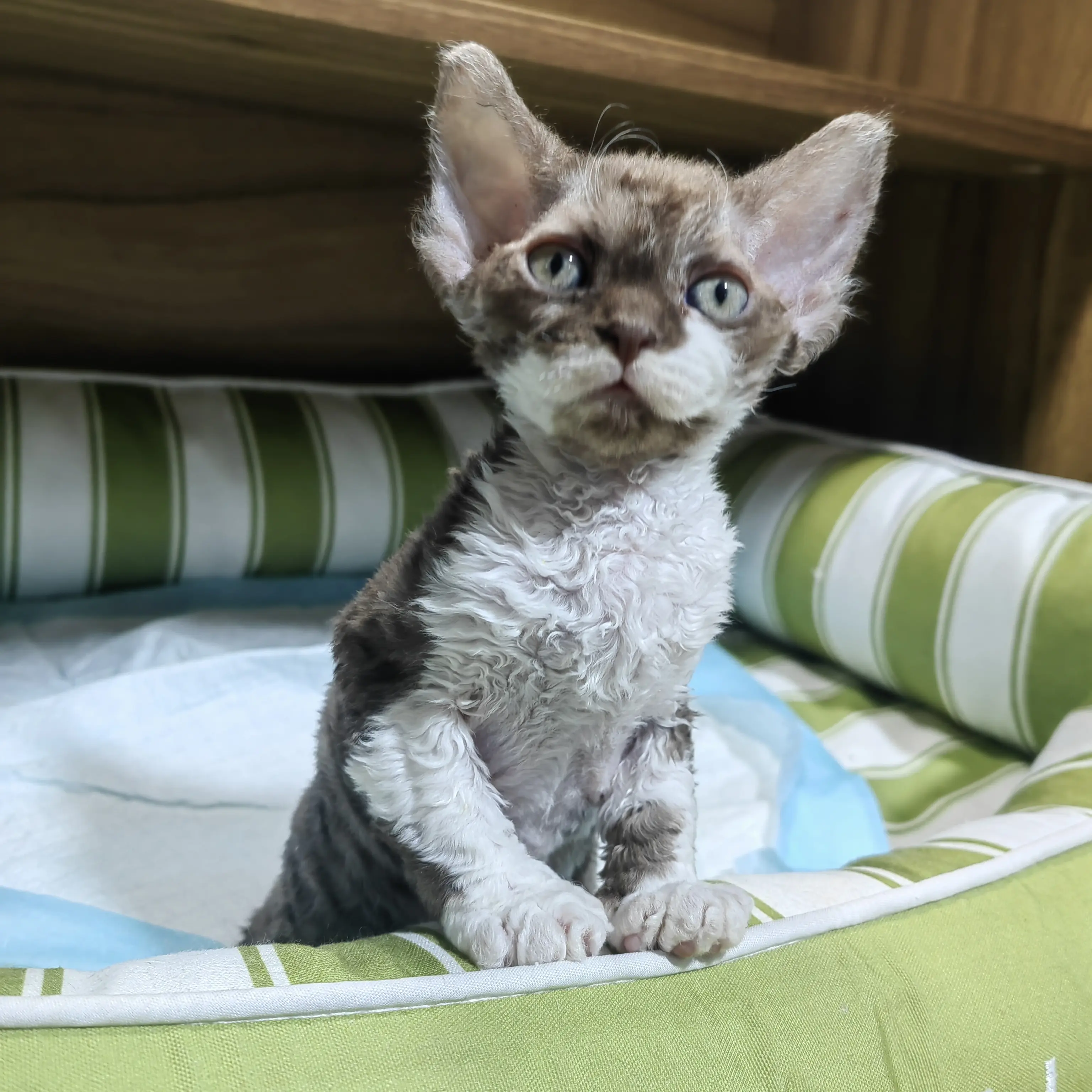 德文卷毛猫意向金