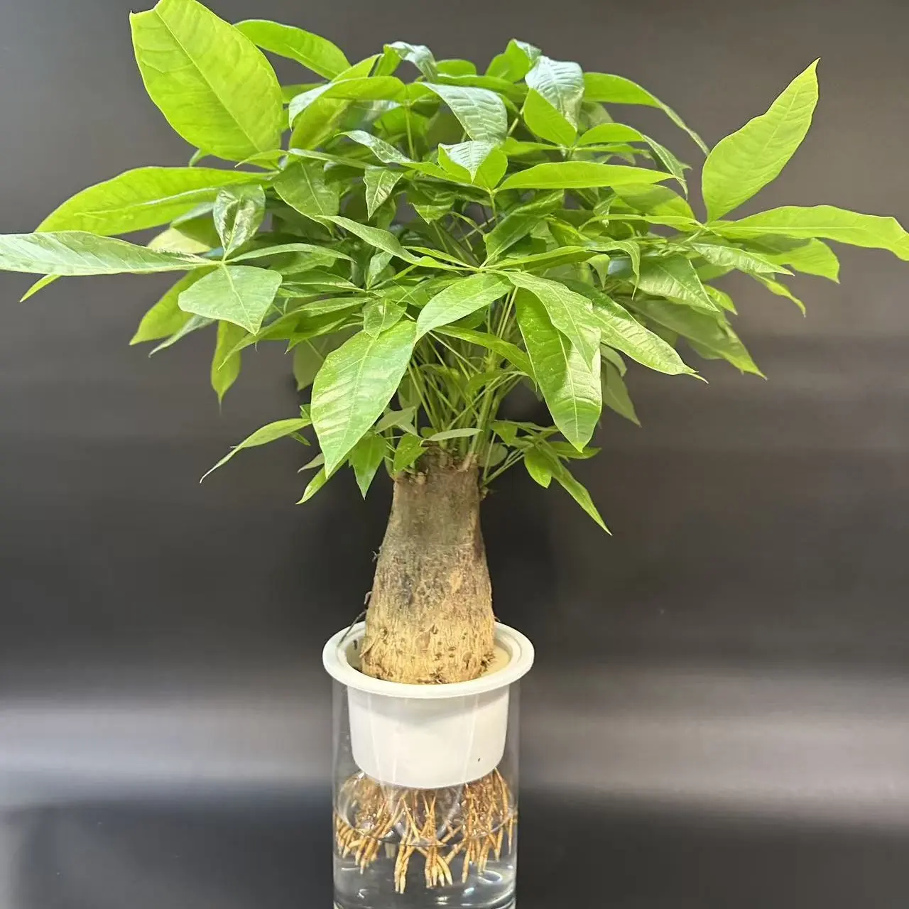 单杆发财树水培桌面绿植可净化空气好打理
