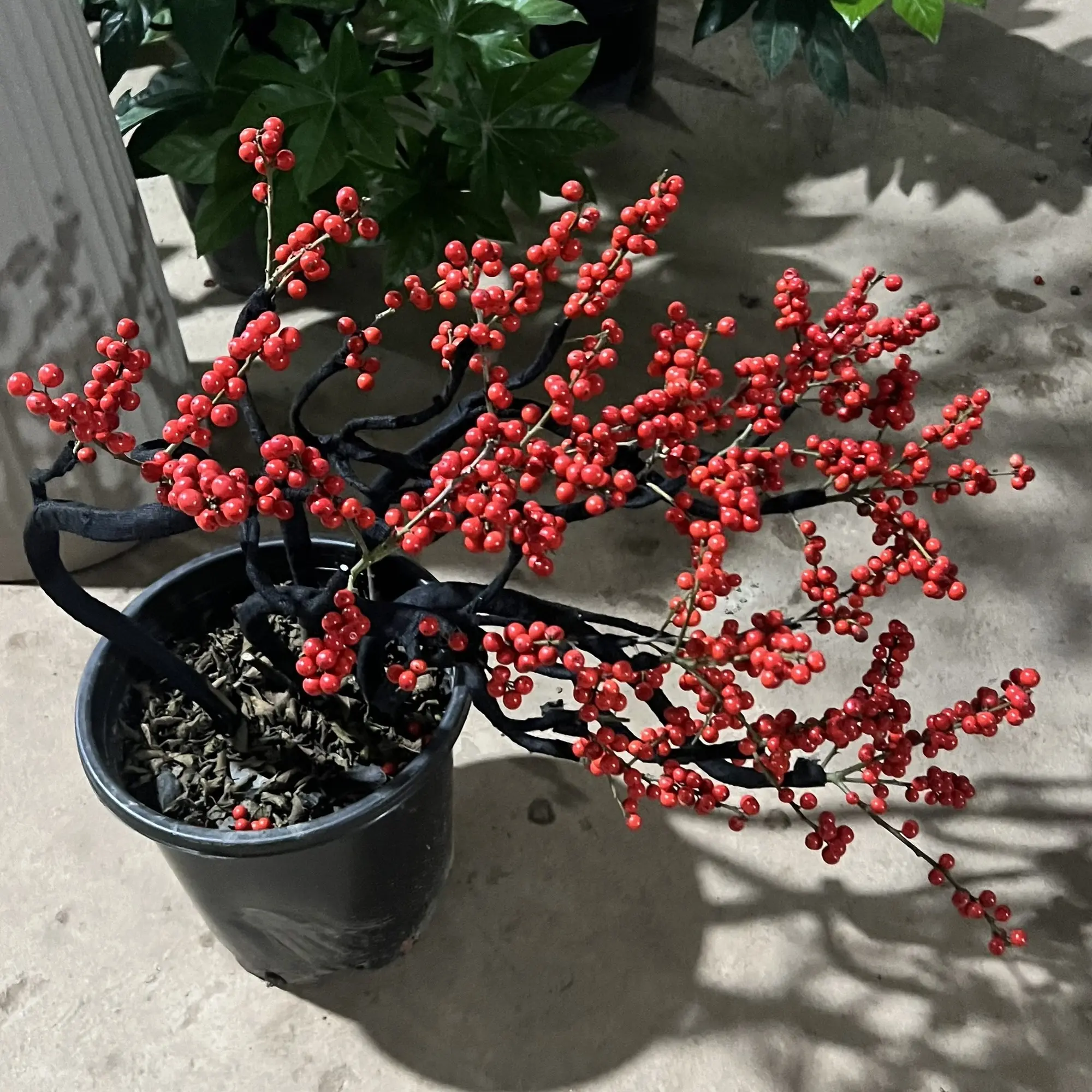 北美冬青奥斯特带红果年宵花卉绿植盆栽原盆原土阳台庭院耐寒观果