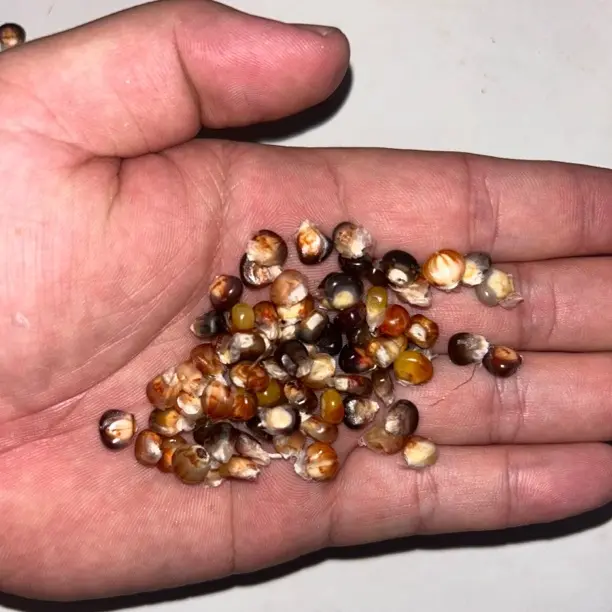 七彩文玩玉米种子 500 粒