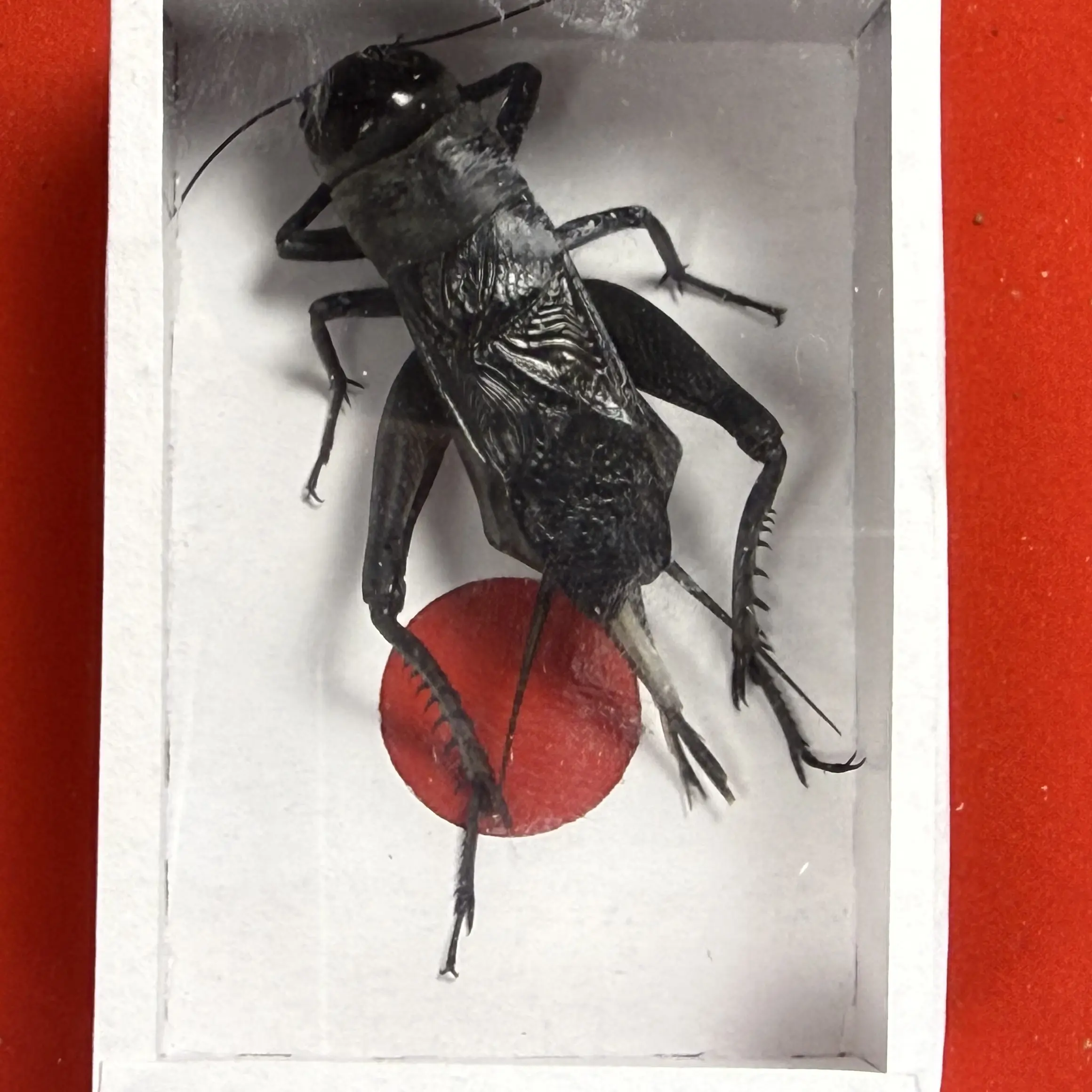 黑虫 油葫芦 天津段子青