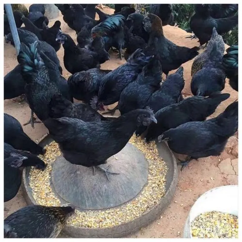 【活物宠物】黑毛长尾 一斤发货产绿壳蛋