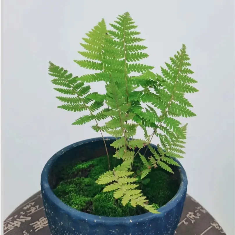 合欢树幼苗，释放氧离子