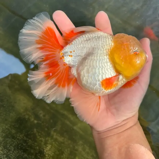 泰狮金鱼活体招财萌宠（以直播间大小实物为准）