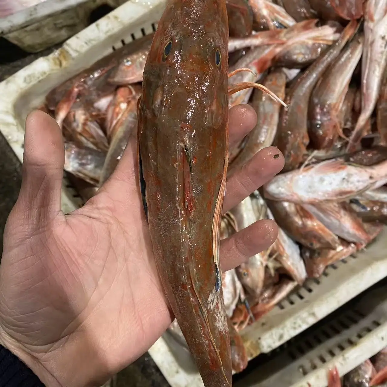 新鲜海捕红头鱼，速冻锁鲜发货