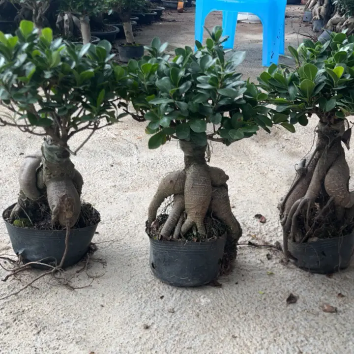 人参榕小叶榕树造型盆景室内阳台易养盆栽绿植