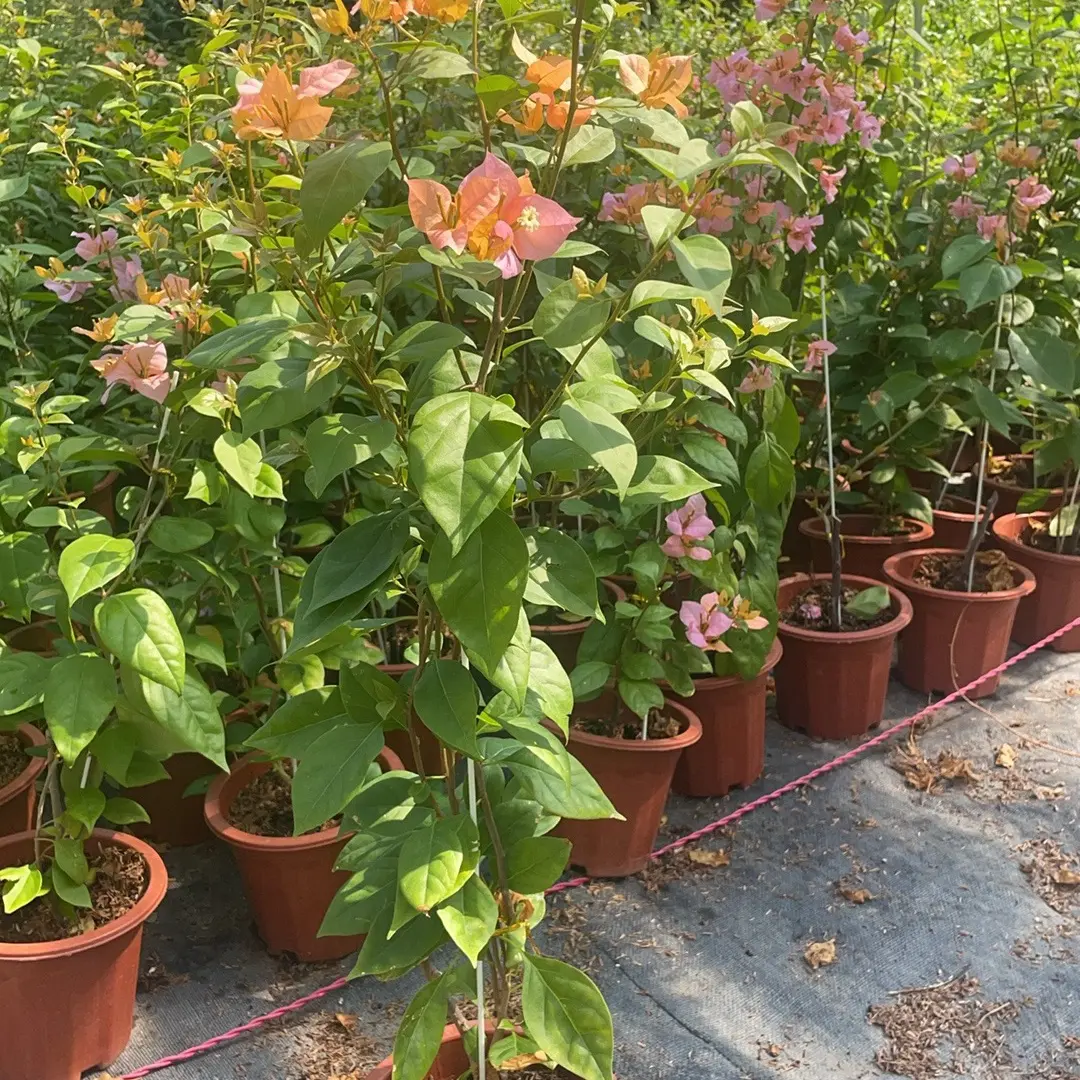 耐寒耐热勤花三角梅盆栽带花苞四季开花