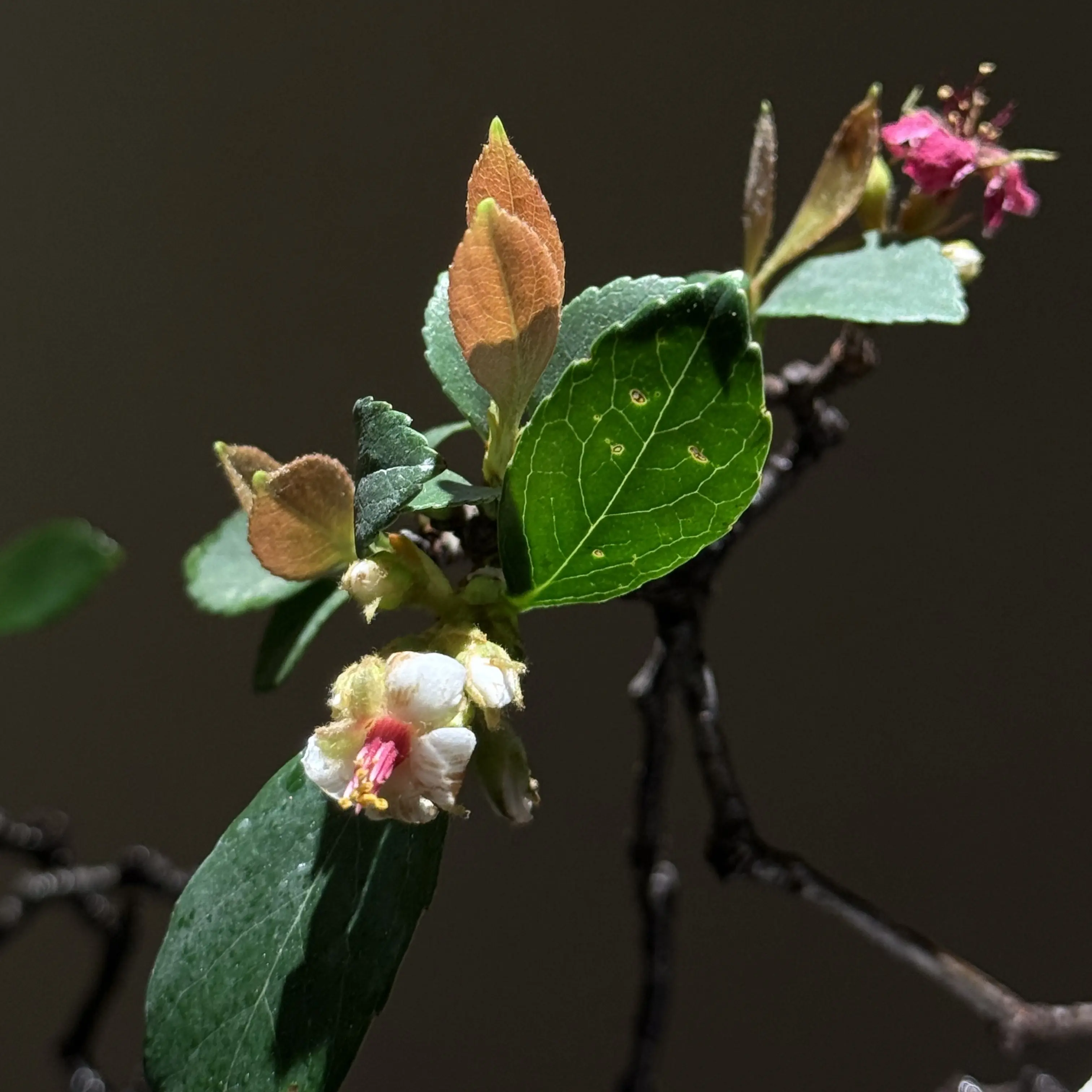 海岛春花盆栽一物一拍