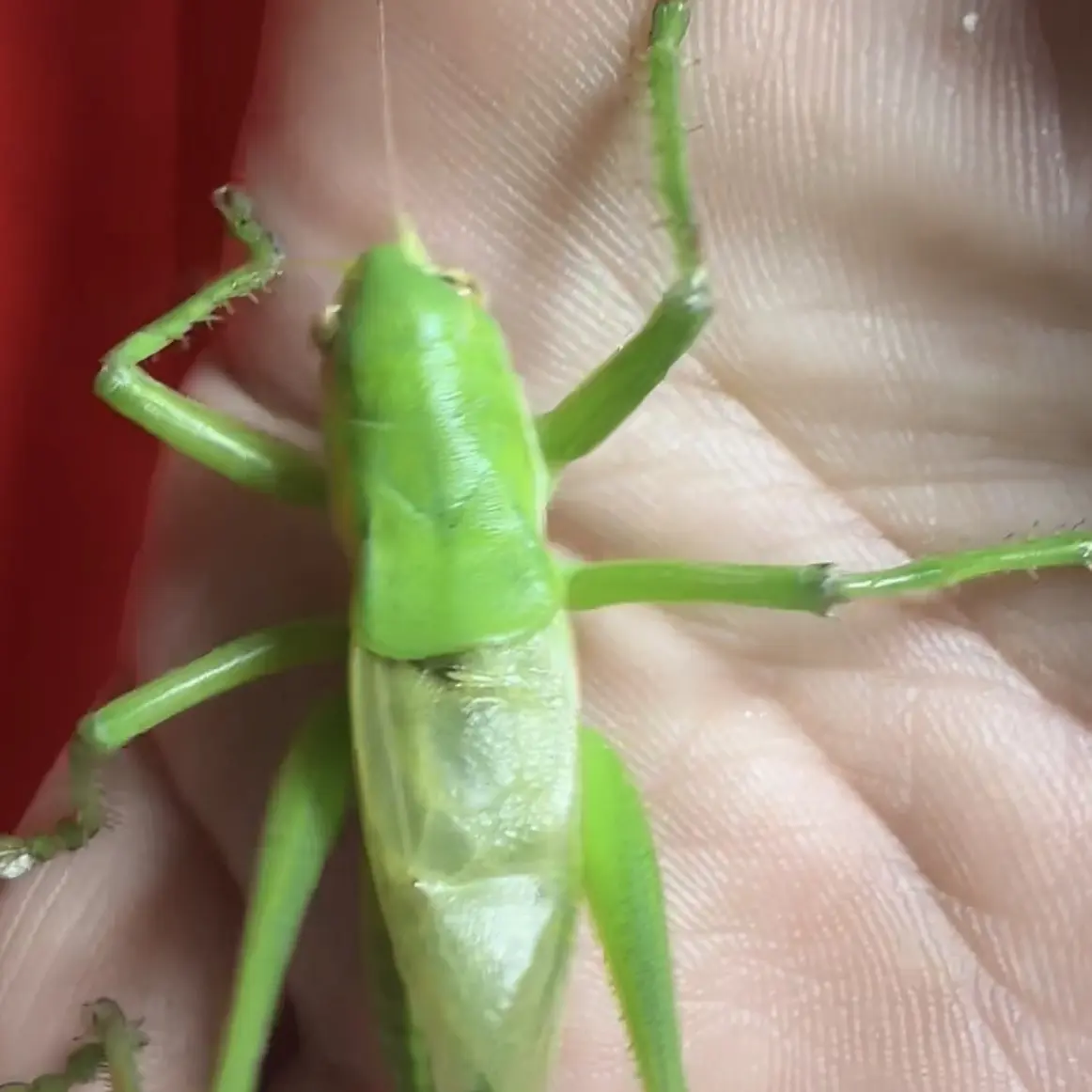 天津翡翠绿蝈蝈鸣虫（漂亮）