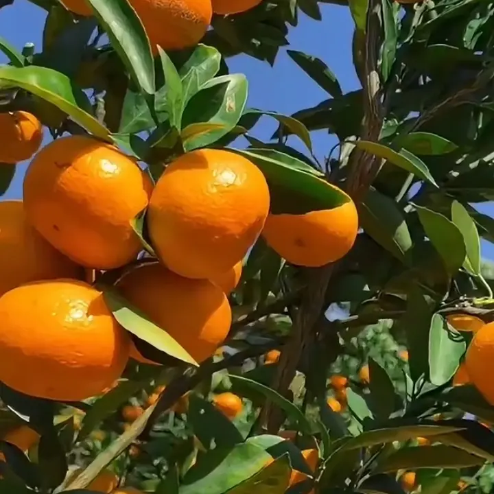 沙糖桔蜜橘金桔耙耙柑果冻橙柠檬树苗南北方均可种植现挖现发树苗