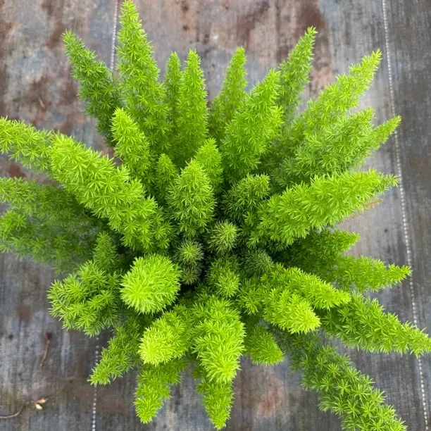 狐尾天门冬盆栽好养易活耐热耐寒适合阳台庭院室内外种植