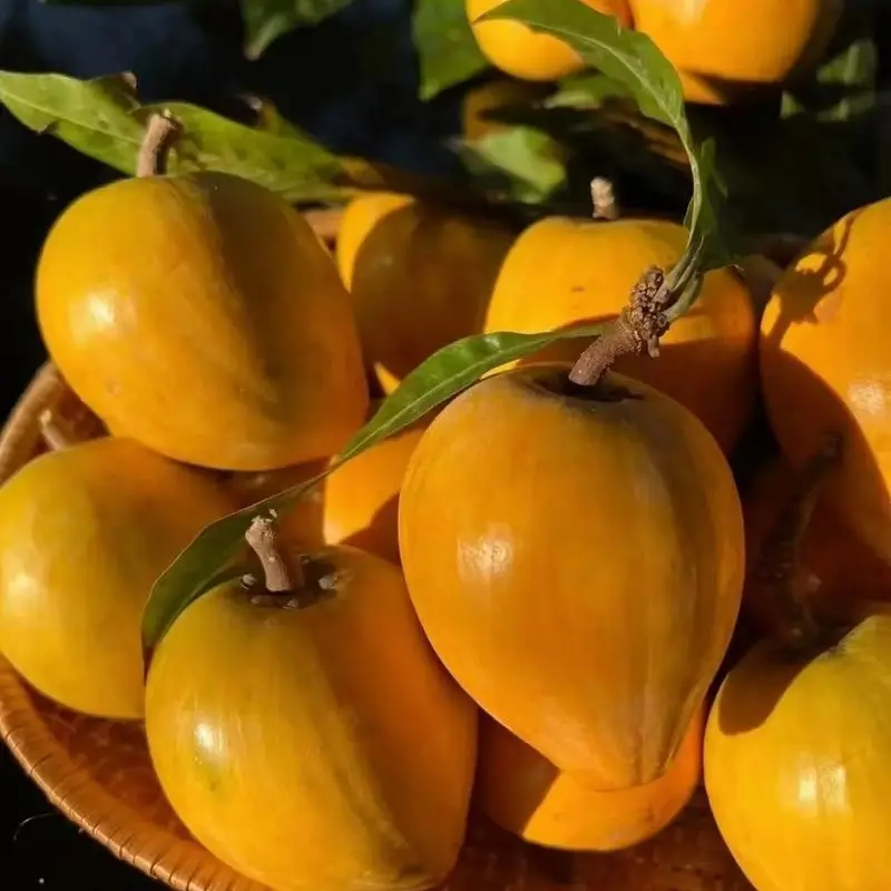 热带水果 正宗鸡蛋果新鲜蛋黄果当季软糯孕妇幼儿辅食水果