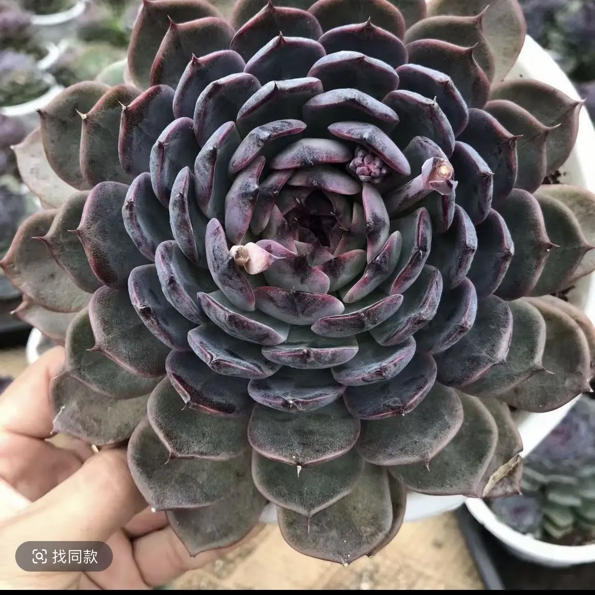 韩货蓝莓多肉植物新手好养
