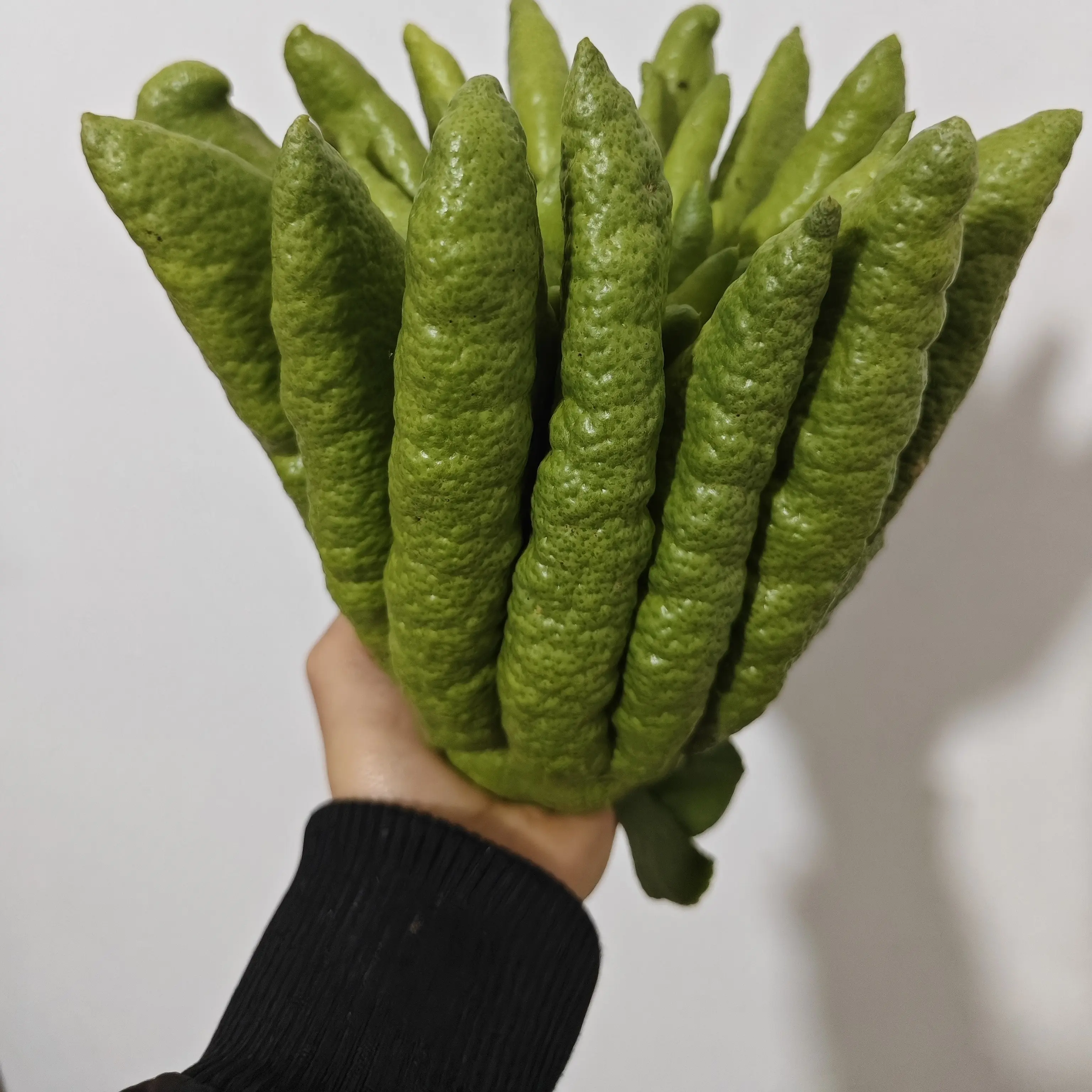 新鲜佛手柑带枝水培植物室内水养观赏闻香天然清香盆栽