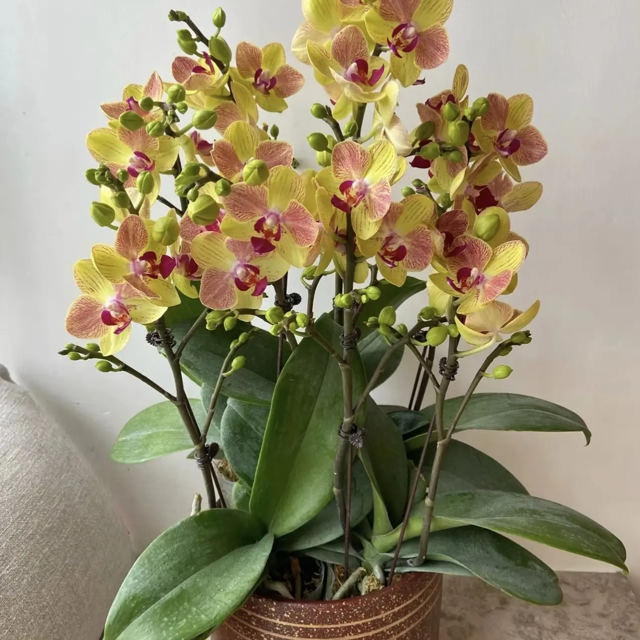 【三色鸟】蝴蝶兰苗3.0寸杯 双花剑发货  耐开花蕾多