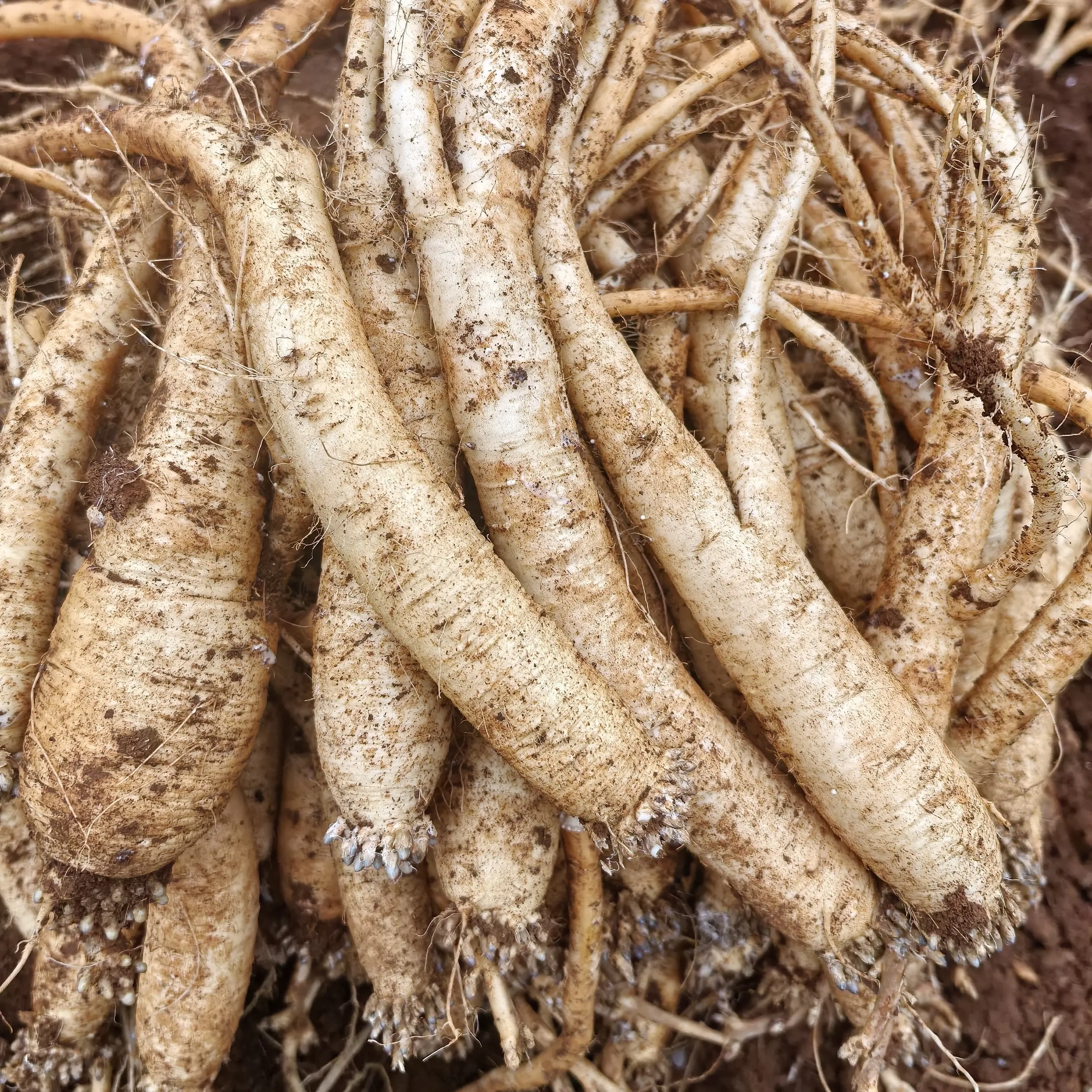 新鲜党参可煲汤泡酒有滋补调理功效