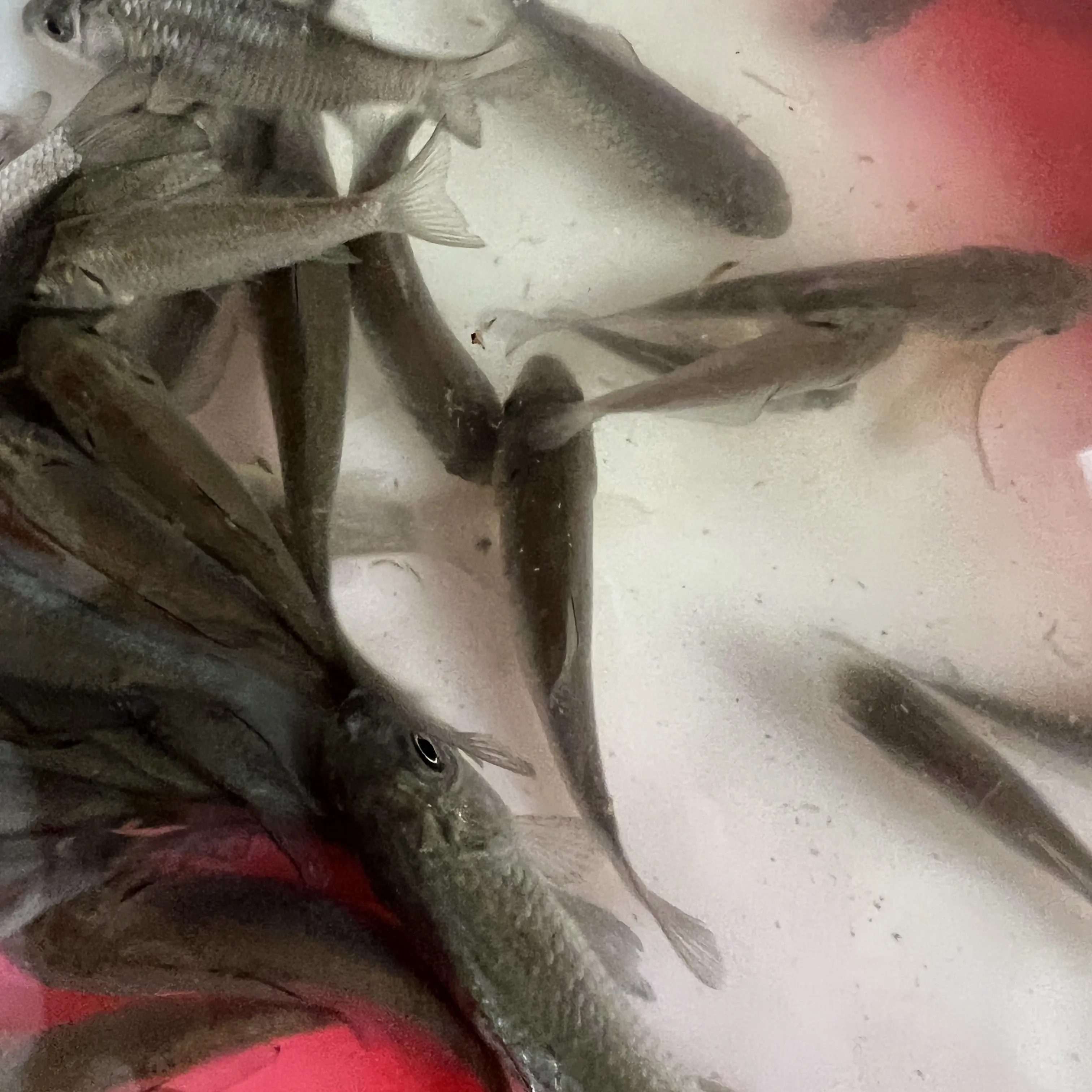 川（中科三号鲫鱼）板鲫鱼，观赏鱼，包邮包活