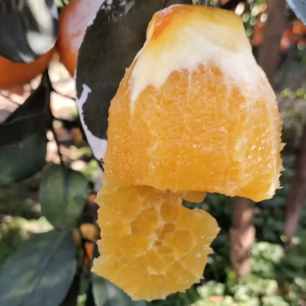 赣南脐橙新鲜现摘香甜多汁手剥水果解馋佳果