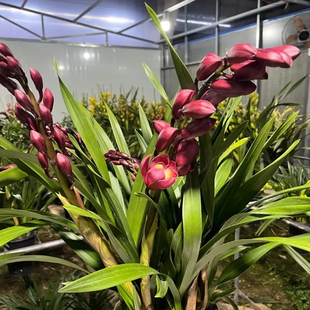 梦寐以求 浓香好养兰花室内外适用基地直发高端精品绿植