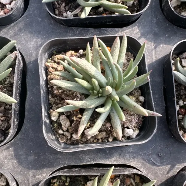 美杜莎多肉植物稀有奇趣肉肉室内阳台绿植盆栽花卉