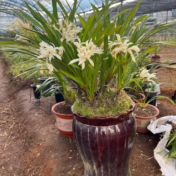 云南兰花花卉绿植花香浓郁适合造景