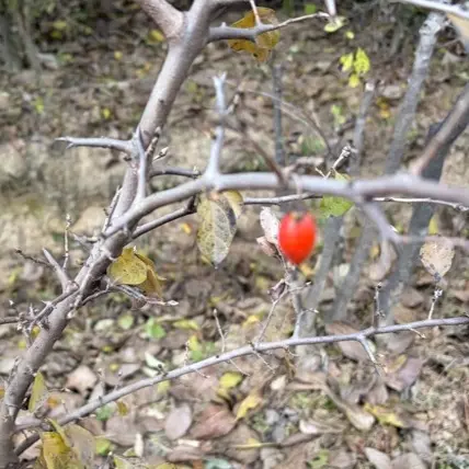 老鸦柿盆景素材精品多多一物一拍