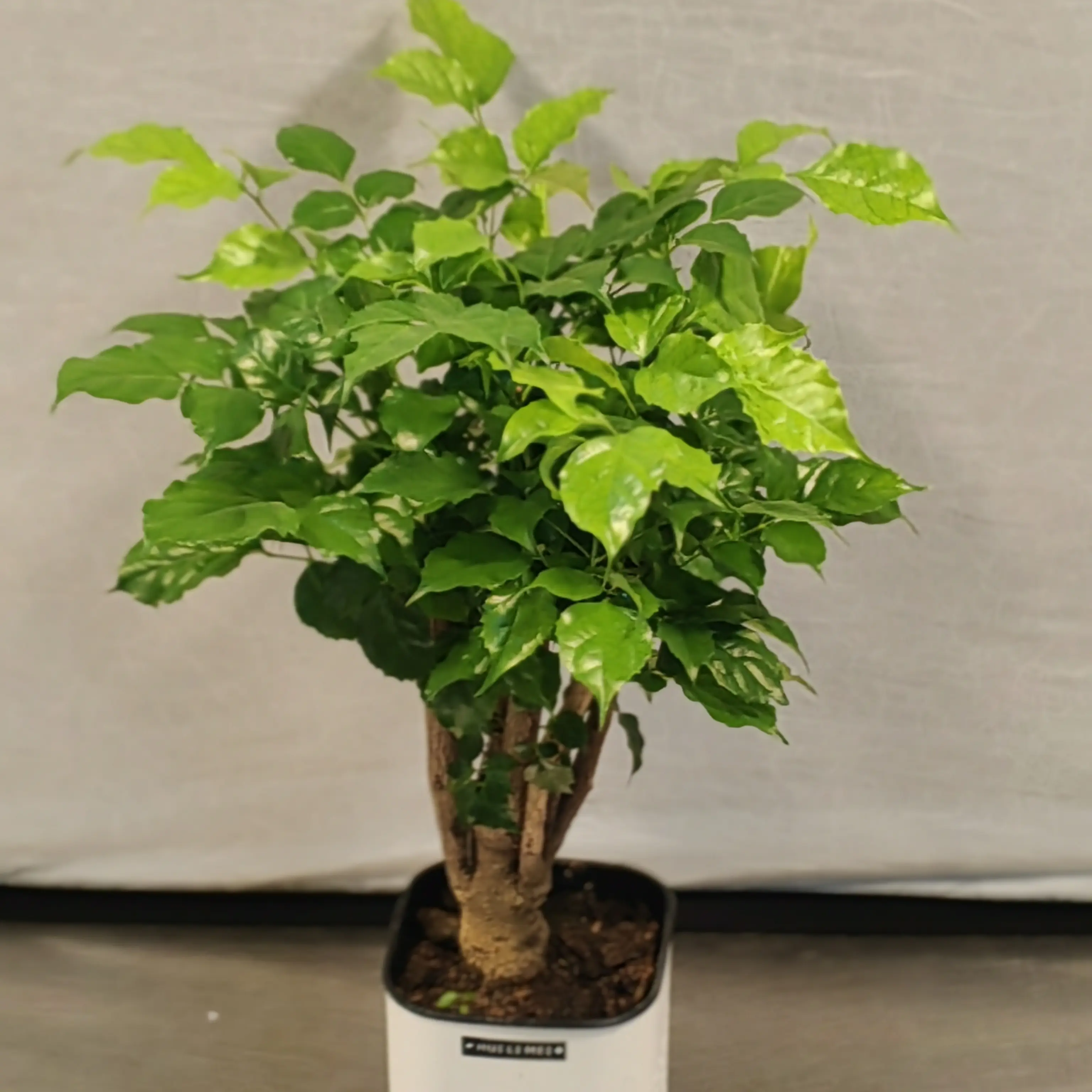 天津同城幸福树室内净化空气除甲醛四季常青好养活办公室植物