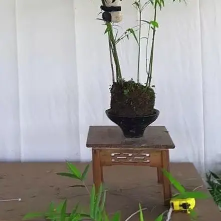 红观音竹室内外观赏绿植精品桌面飘枝植株盆景