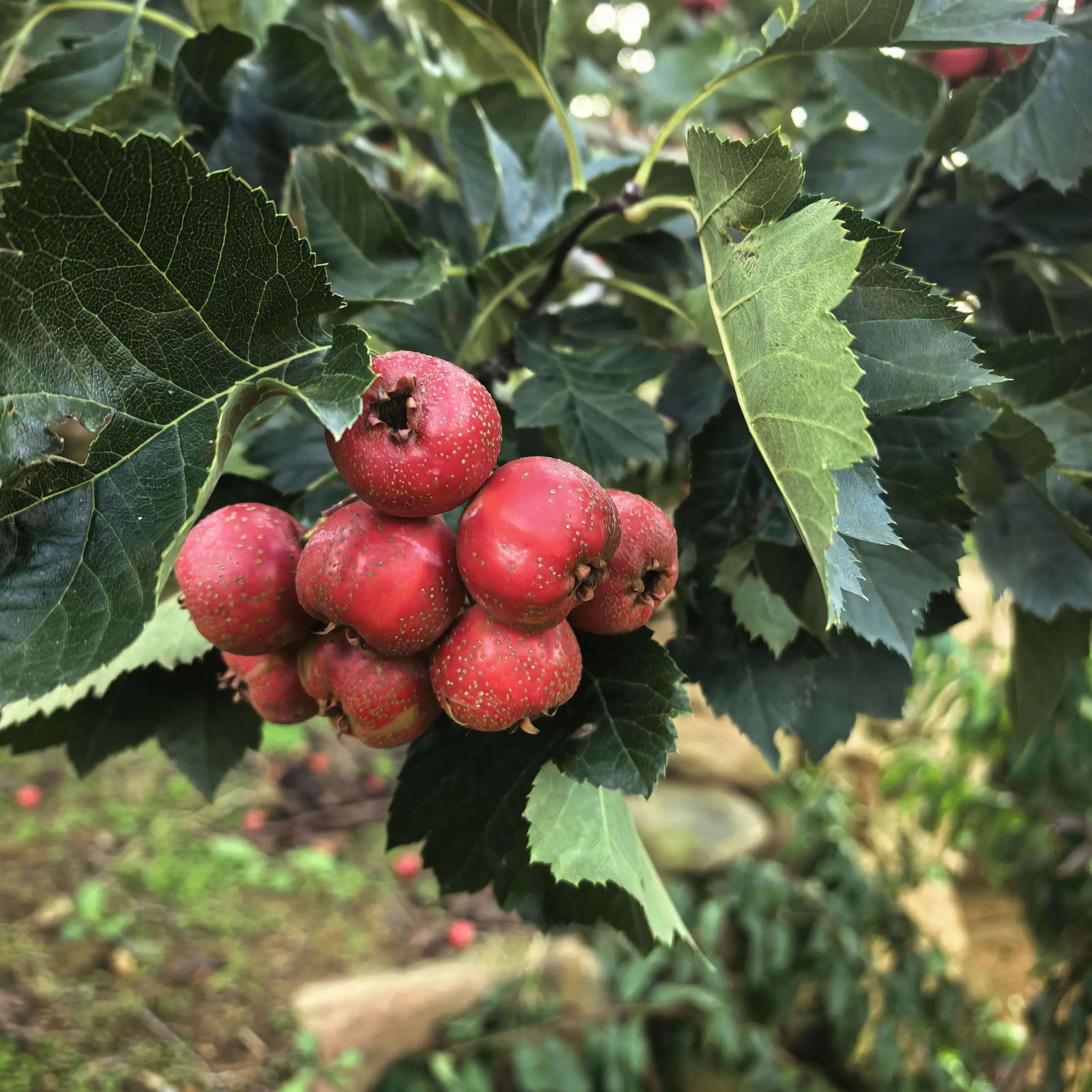 新鲜山楂果大五棱山楂酸甜可口适合做冰糖葫芦