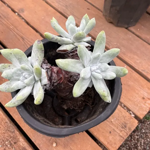 拇指仙女杯老桩一物一拍