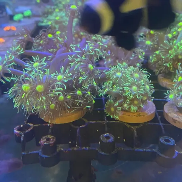 海水小丑鱼共生金心宝石花花窝