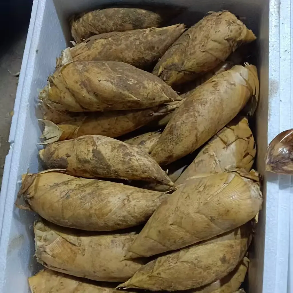 新鲜现挖湖南冬笋带壳楠竹笋火锅配菜食材3斤/5斤/10斤