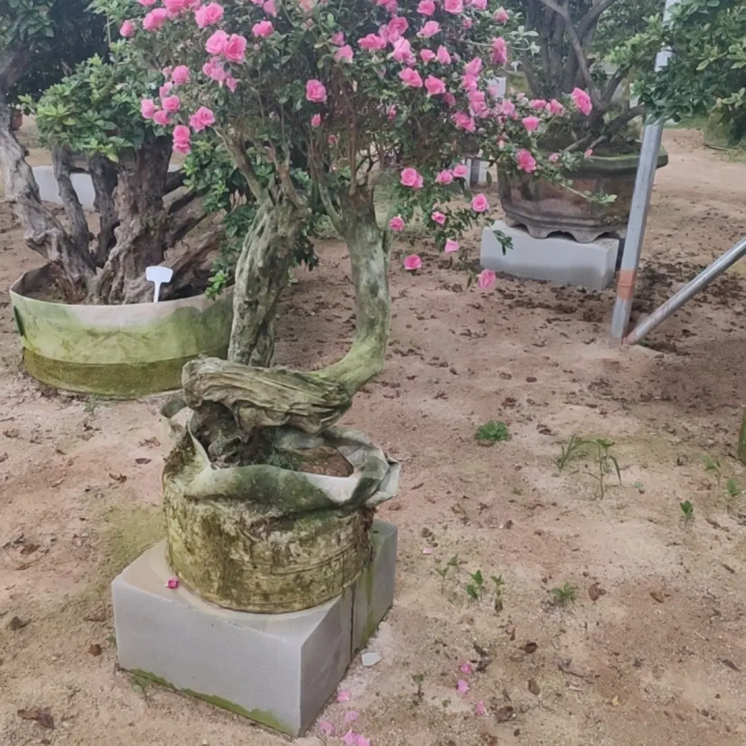四季小玫瑰四季循环开花包打木架不包邮