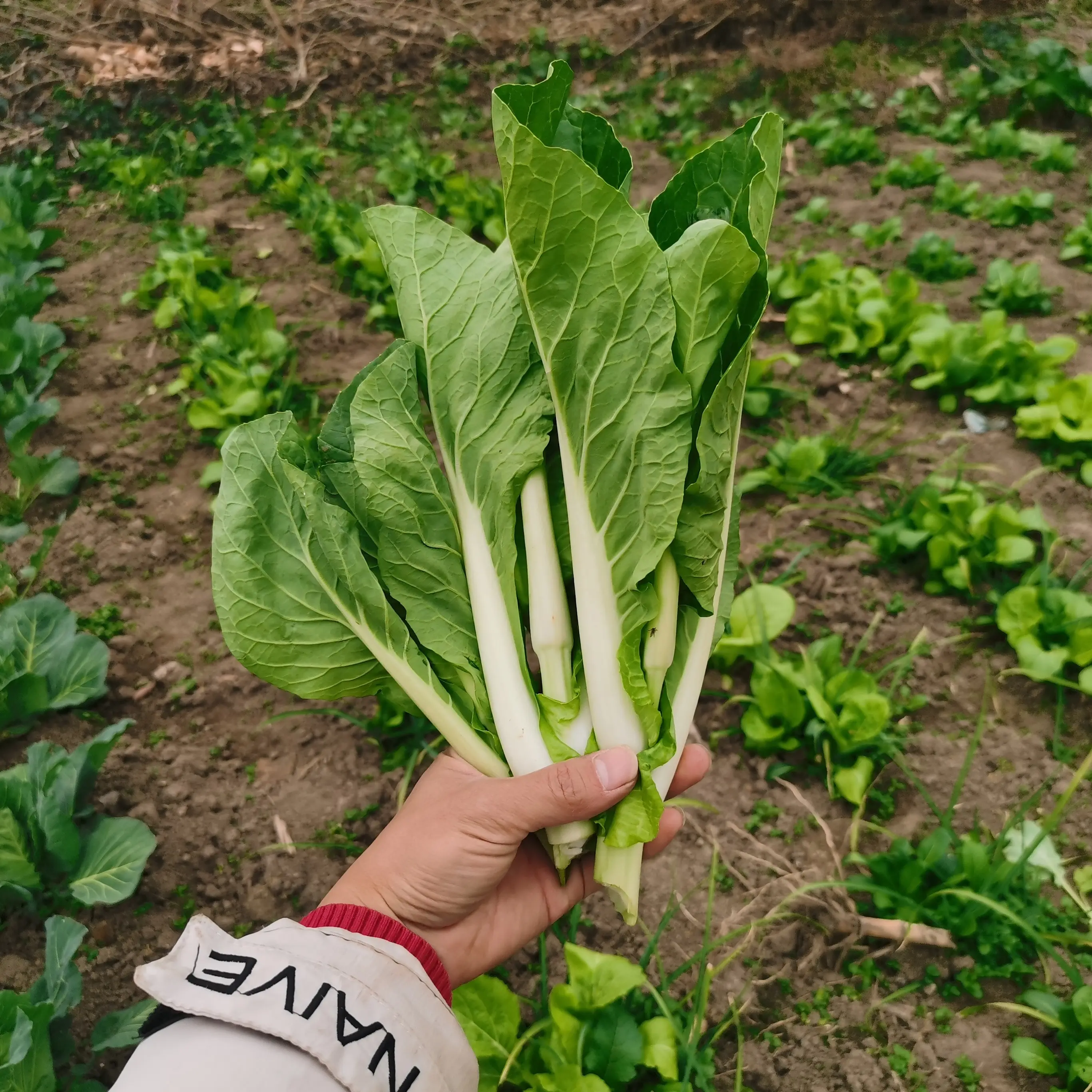 5斤贵州打霜甜菜芯清甜白菜苔白菜心农家现摘现发应季新鲜蔬菜