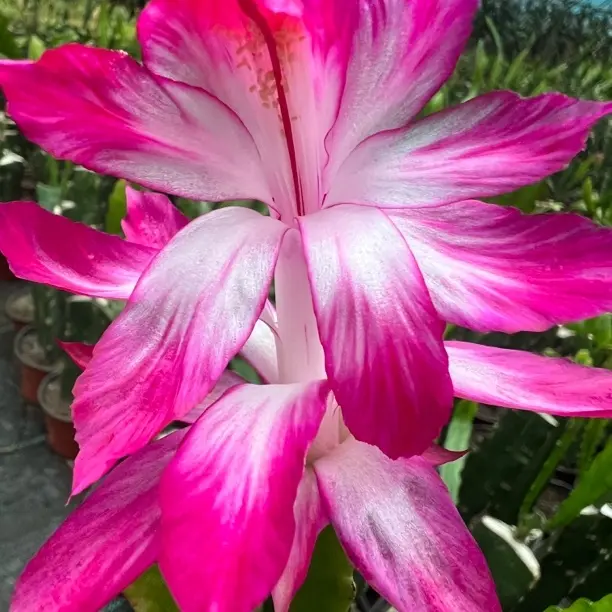 直播间蟹爪兰寄养专属链接