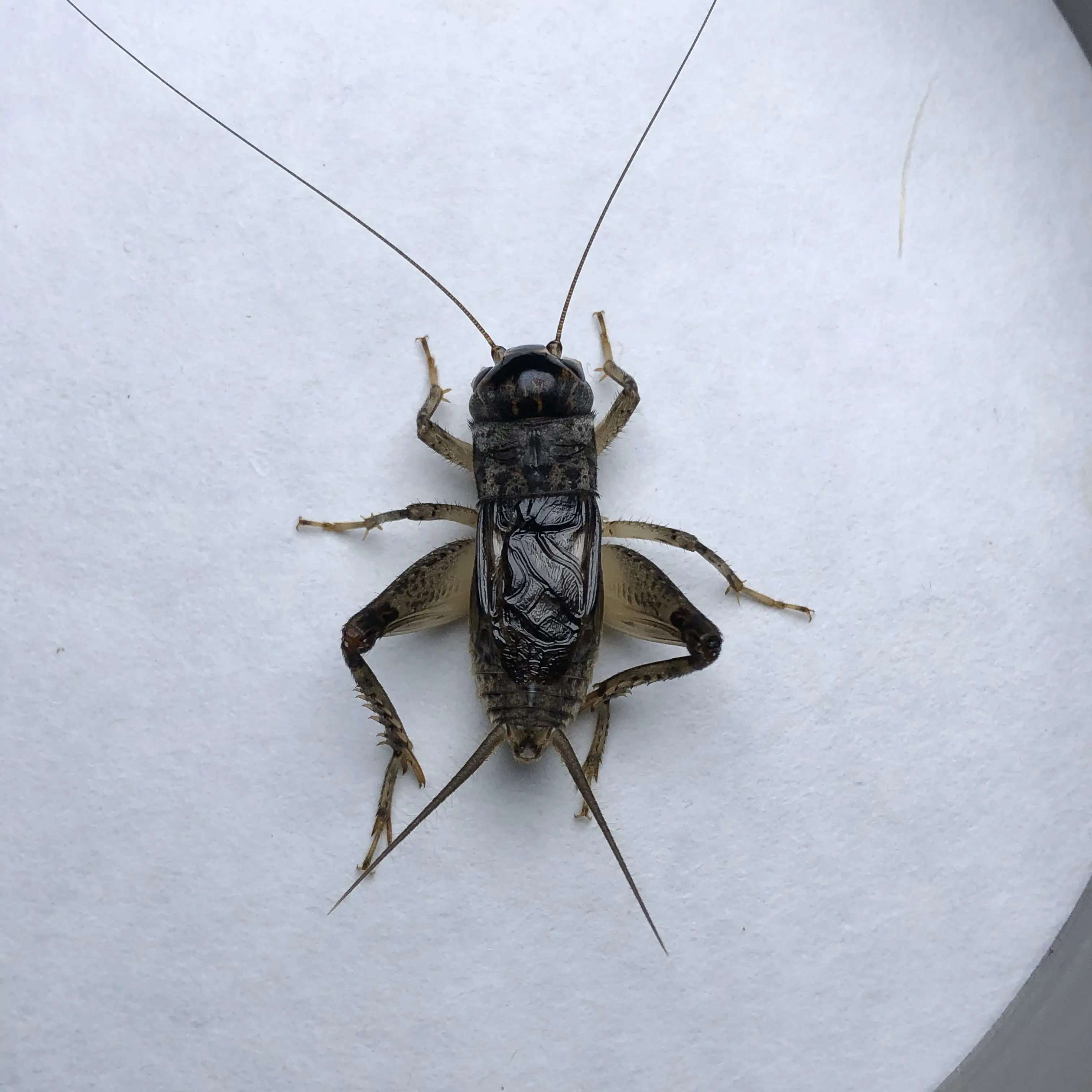 广文冬版精品蟋蟀