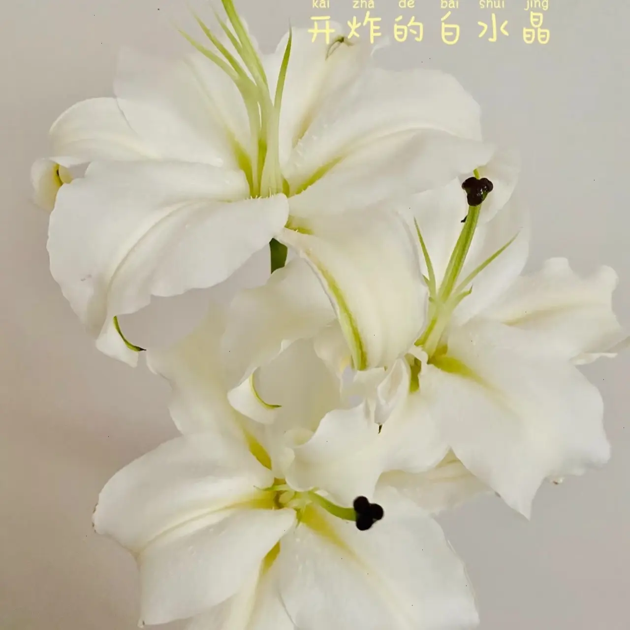 《白水晶》白色重瓣香水百合云南基地直发家用水养鲜花香气怡人