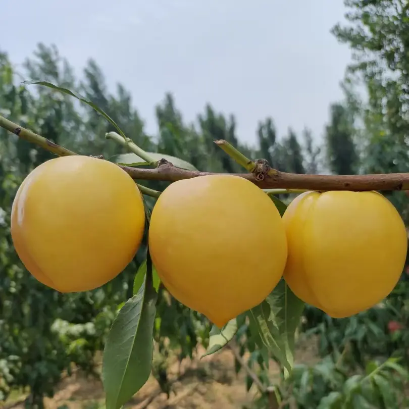 D8-16早熟黄肉油桃桃树苗
