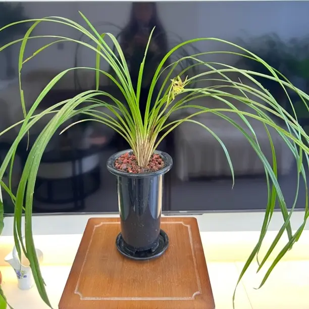 浓香型秋芝室内好养绿植盆栽