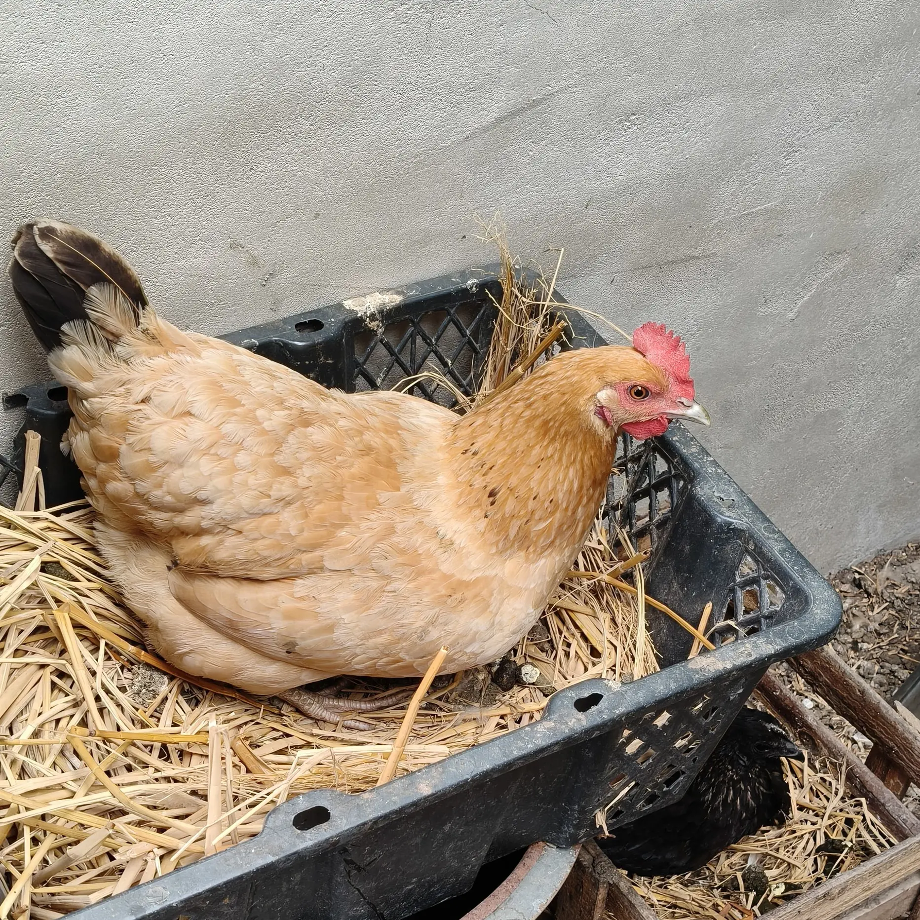 正宗绿壳乌鸡蛋粉壳蛋农户自养新鲜土鸡蛋月子蛋优选