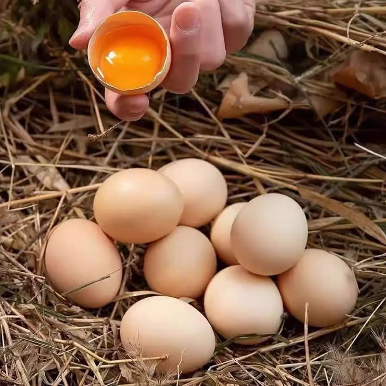 【粉壳鸡蛋】山林农村散养30/50枚土鸡蛋新鲜营养健康