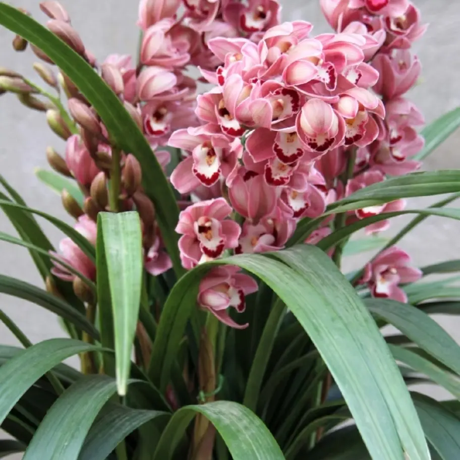 【中国龙】大花蕙兰盆栽室内外好养易活四季开花高端花卉