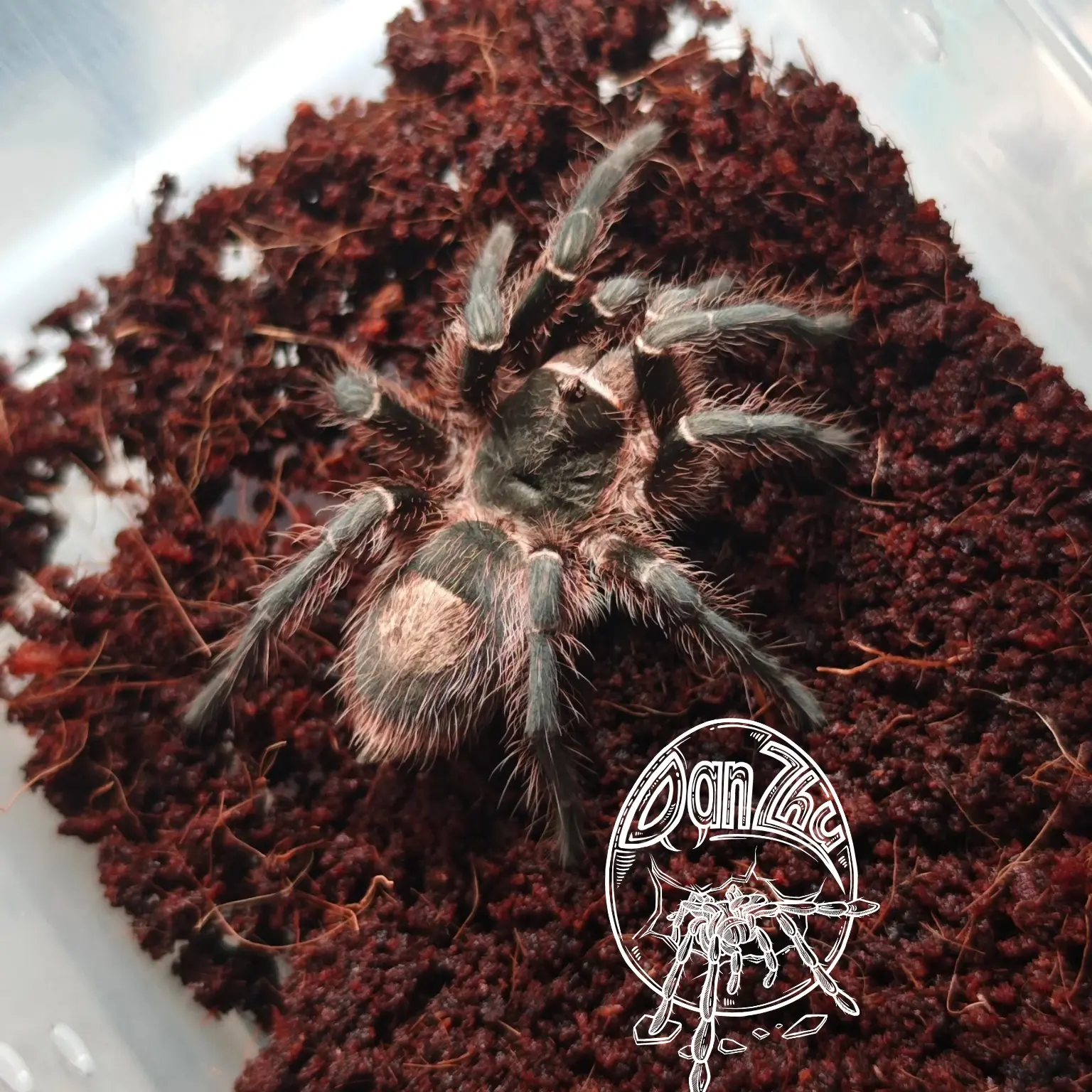 【潘帕斯黄金】Grammostola vachoni