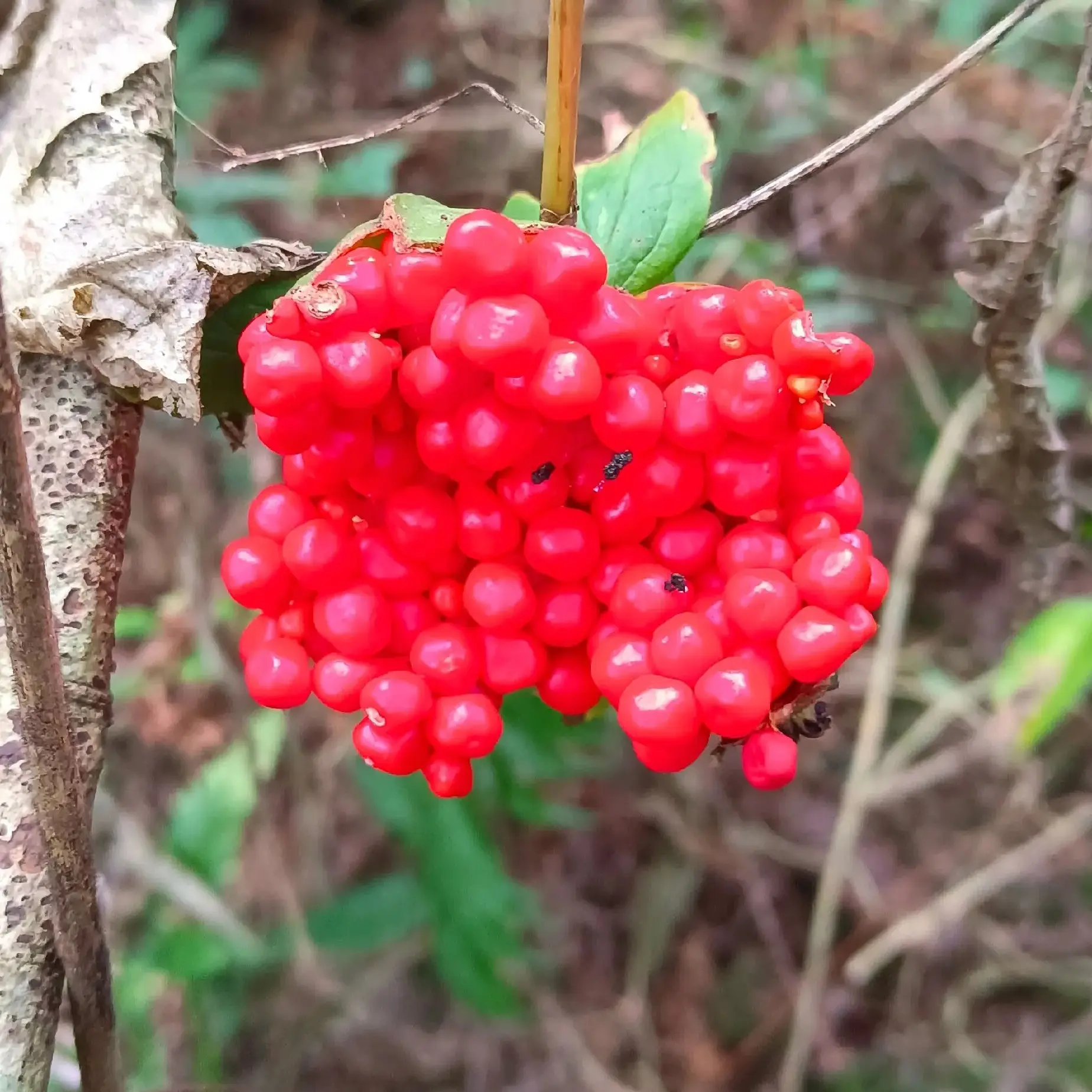 耐寒易种易活七叶一枝花花卉盆栽地栽