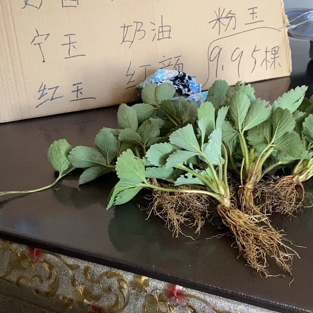 混搭所有品种13到15颗小苗久香妙香红颜宁玉 奶油 章姬 红玉 单东